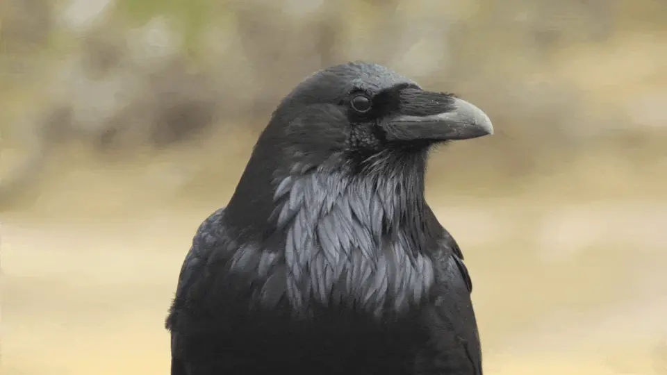 Crows Outpace Humans in Visual Decision-Making, Study Finds