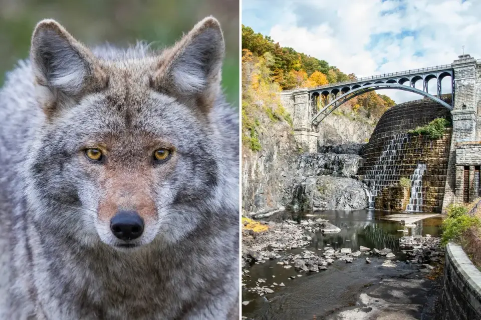Westchester officials launch multi-agency search for coyote after woman bitten on hiking trail