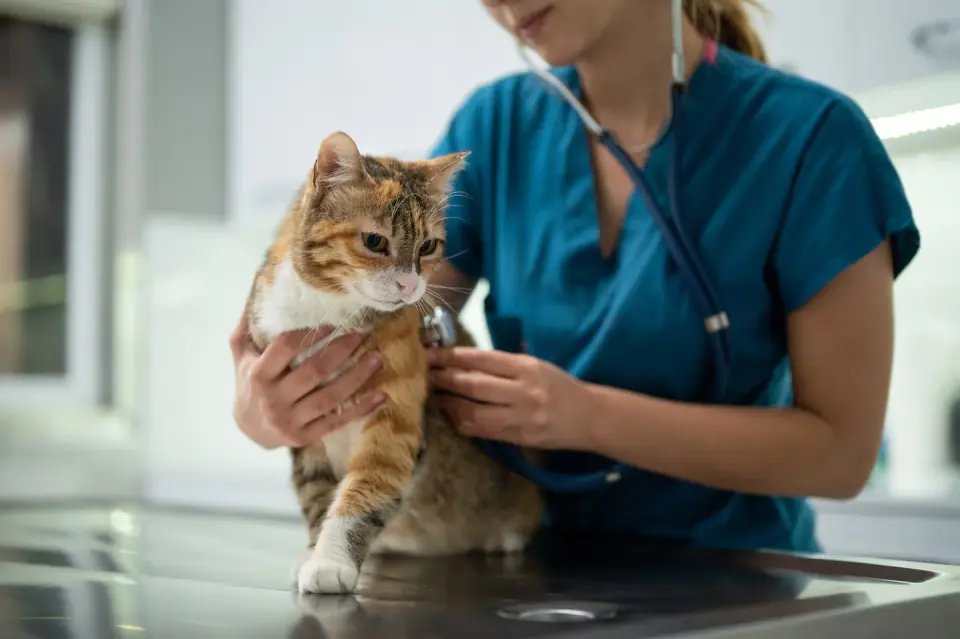 Cats reveal cancer gene parallels with humans, study finds