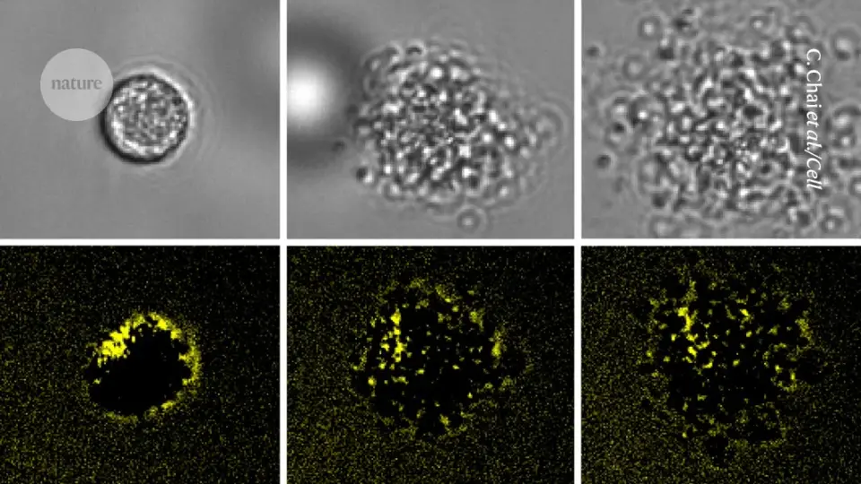 Exploding planarian cells reveal a new rapid death pathway