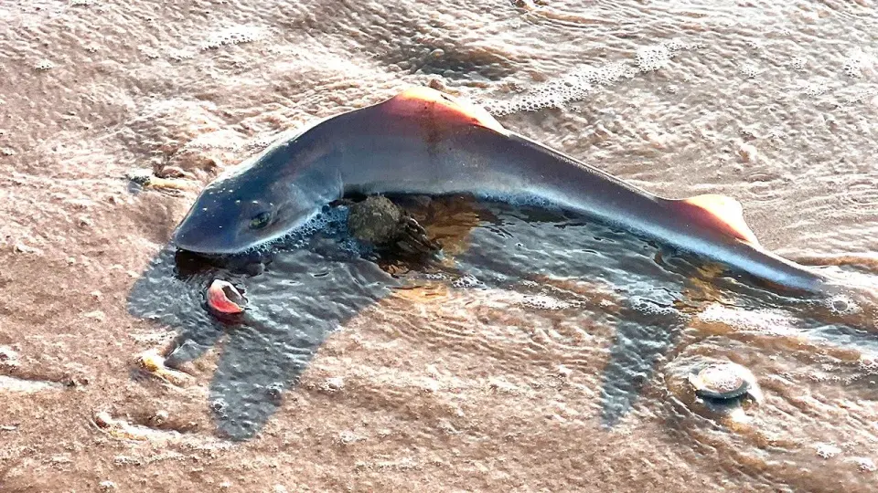 Massive Cache of Dead Juvenile Sharks Washes Up on Jersey Shore Beach
