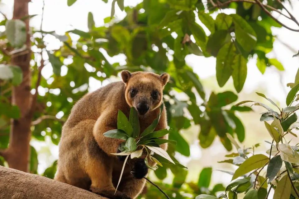 Australia’s 13 Weirdest Animals and the Surprising Tricks They Use to Survive