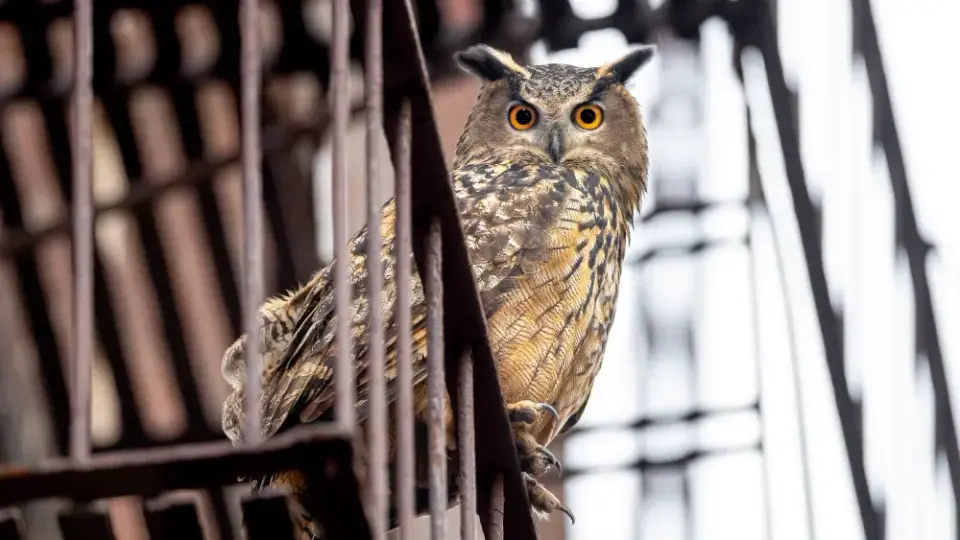 Wild Inside: Flaco’s Flight From Captivity Becomes a Haunting Portrait