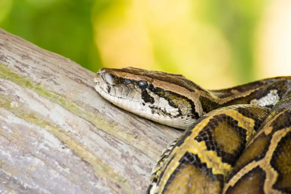 Indonesian RetiCulated Python 'Ibu Baron' Sets New Wild Length Record at 7.22 Meters