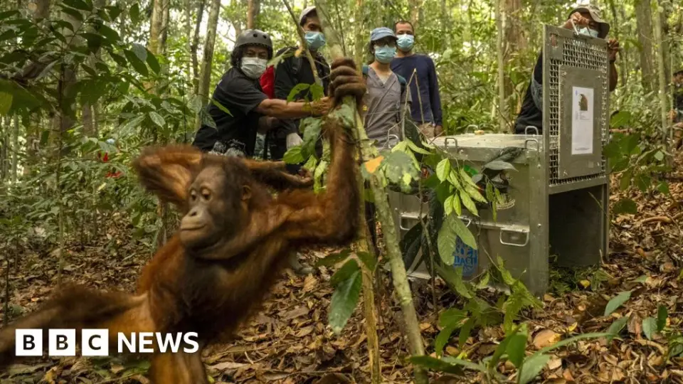 Eight Orangutans Reintroduced to Borneo as Wildfire Crisis Deepens