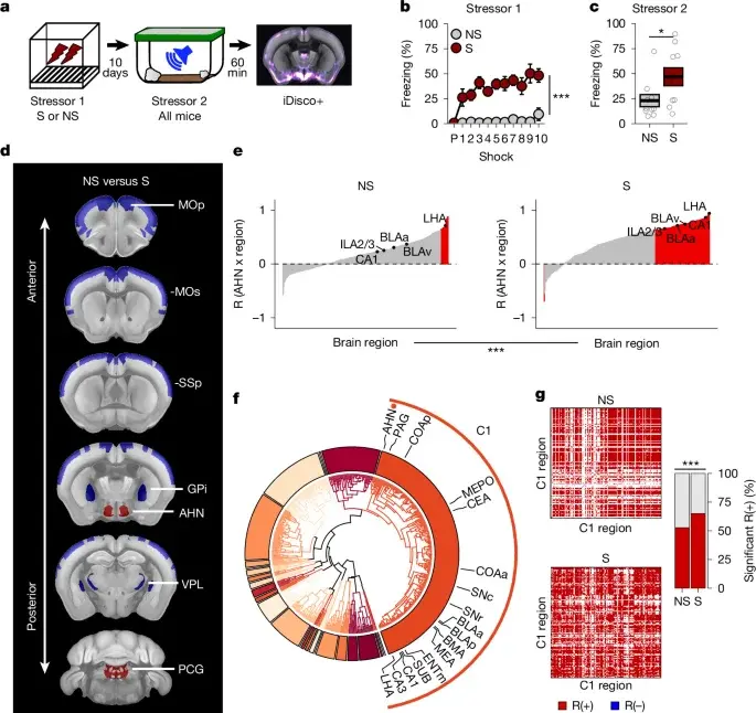 Amygdala-to-Hypothalamus Circuit Identified as Key Driver of Stress Sensitization