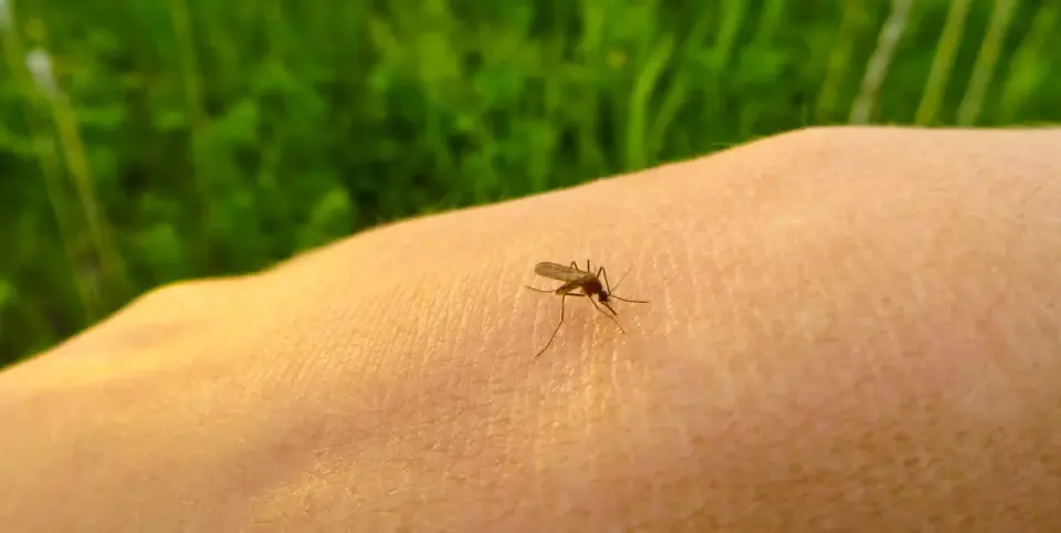 Mosquito Magnets: Why Some People Draw More Bites and How to Fight Back