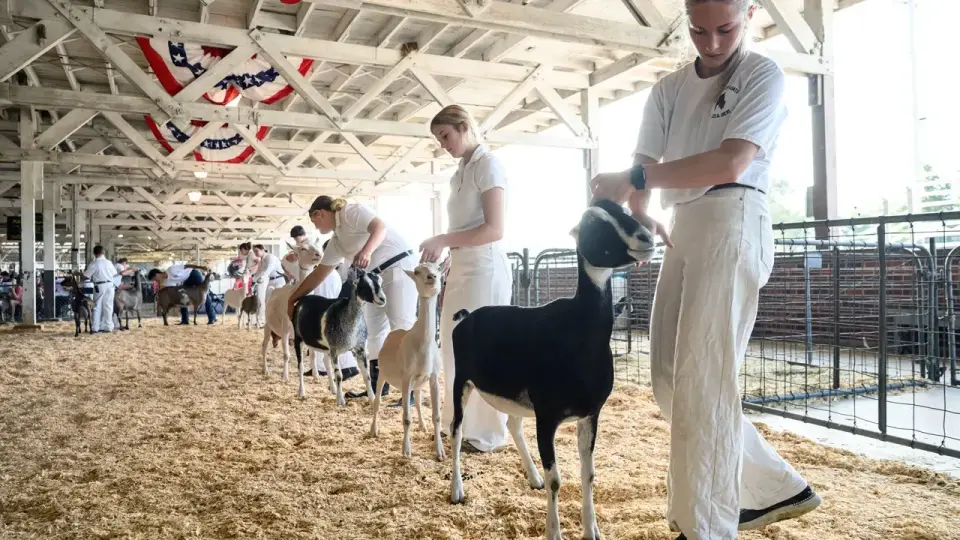 NC Health Officials Issue Rabies Alert After Farm Adventures Goats Test Positive