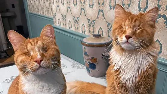 Cornell researchers identify first molecular case of Marfan syndrome in cats
