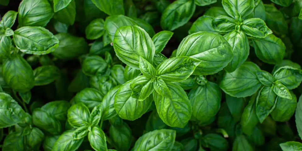Herbal boost: Basil extract eases depression and anxiety when added to antidepressants