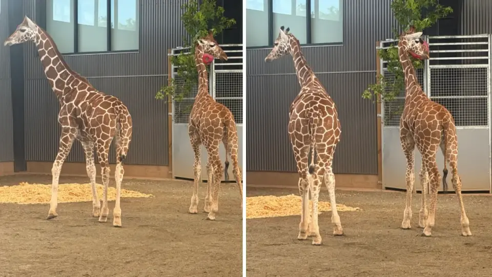 Giraffe Calves Found Safe After Yearlong Disappearance Linked to Natural Bridge Zoo