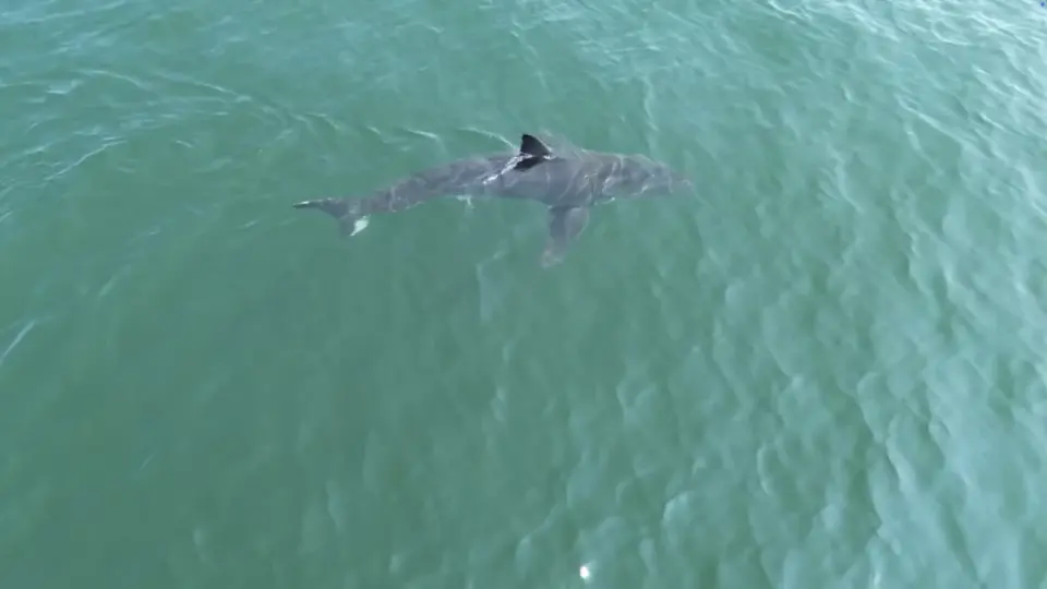 Great white drags lifeguard underwater at Maine beach, prompting beach closure