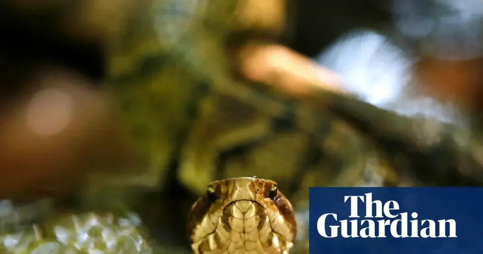 Snake Finds Its Way Into Arkansas High School Football Helmet During Practice