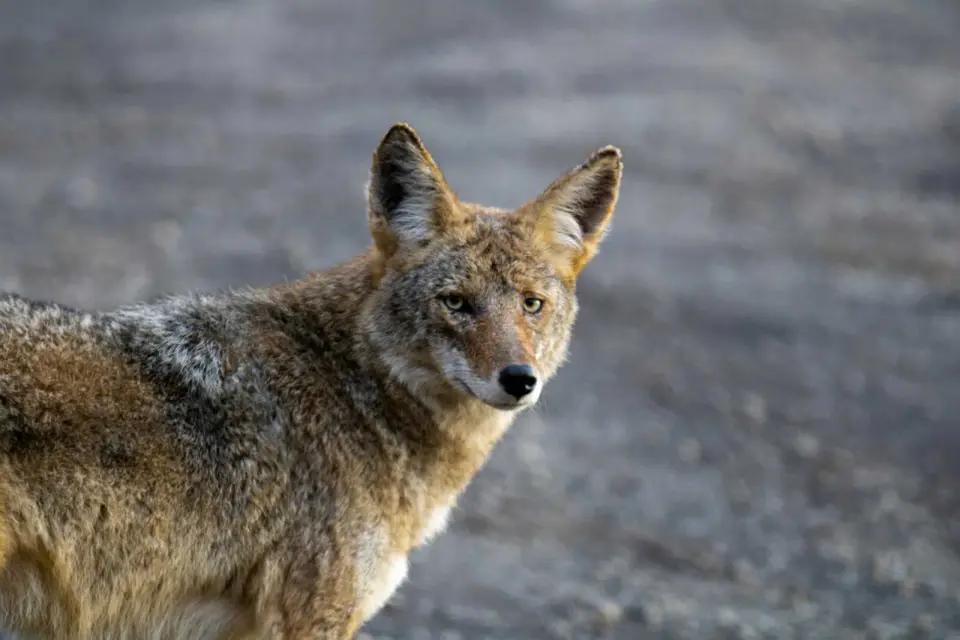 Rabies risk flagged after Great Falls coyote attacks residents and pets