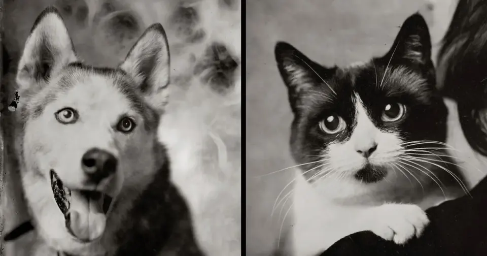 Canine Trials and Consumer Trends: The Rise of Pet Longevity Science