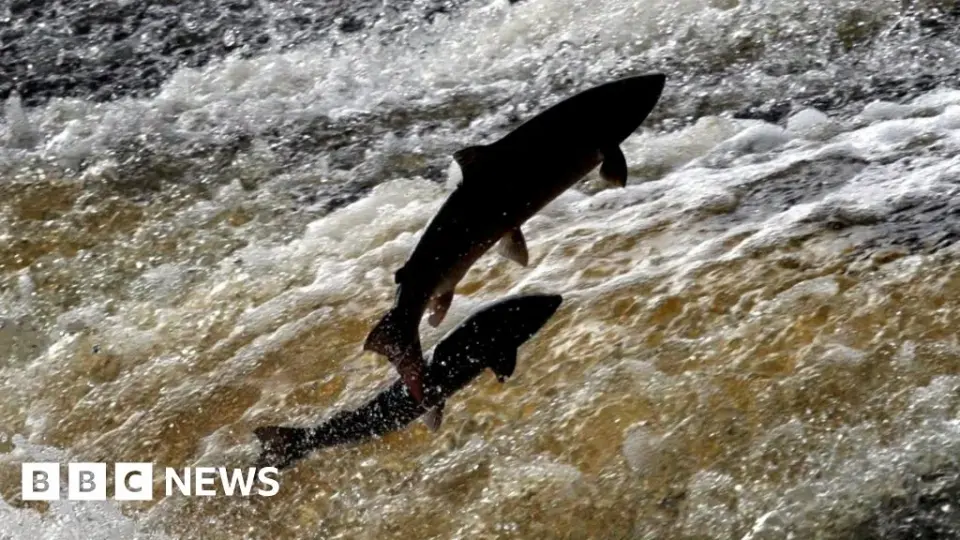 Broken Counters and Drying Eggs: The Tyne’s Salmon Status Faces a 2029 Deadline