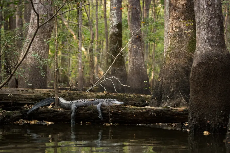 Alligator Finds Sun in South Carolina's Ancient Forest
