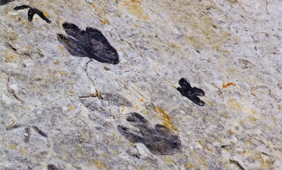 Tiny South African Coast Uncovers Southern Africa’s Youngest Cretaceous Dinosaur Tracks