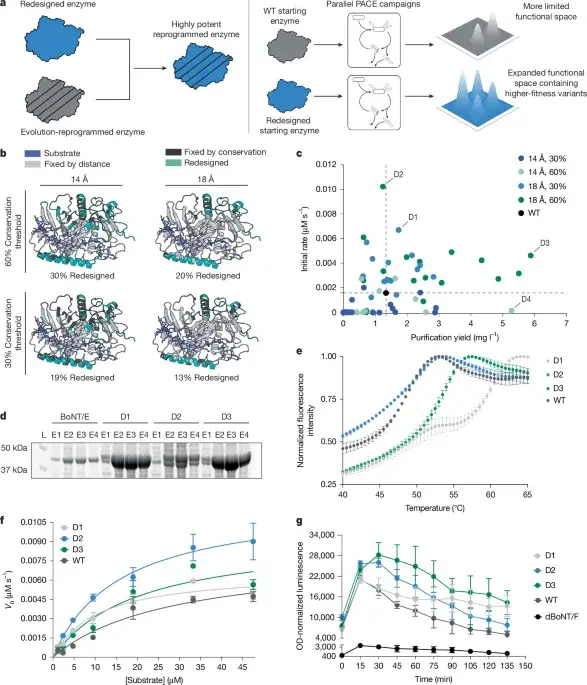 AI-designed starting points accelerate enzyme evolution for enhanced stability and precision