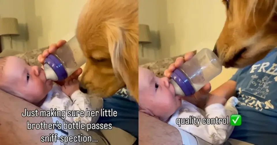 Daphne the Golden Retriever Performs Rigorous Sniff Tests on Baby’s Milk Bottle