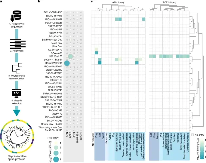 Bat alphacoronavirus KY43 reveals human CEACAM6 as an entry route
