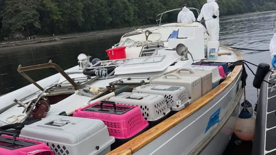 Rescue Under Way After About 30 Cats Found on Abandoned Sailboat Near Owen Beach