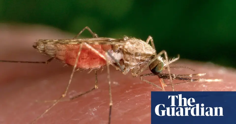 Mosquitoes may be drawn to DEET after a feeding experience, study finds