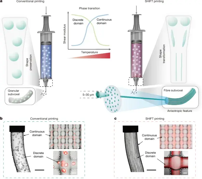 SHIFT printing turns hydrogel droplets into aligned microfibers for anisotropic 3D bioprinting