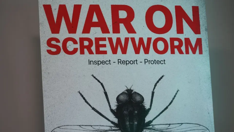 New World Screwworm Spreads Beyond Texas, Threatening U.S. Cattle Industry