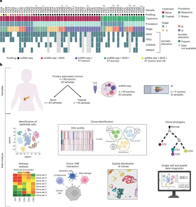 Single-cell mapping reveals how MYC drives immune evasion in pancreatic cancer