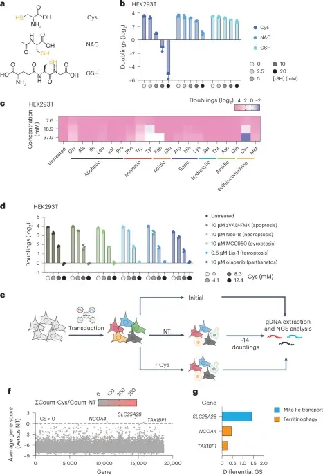 Excess cysteine drives mitochondrial iron collapse and cell death
