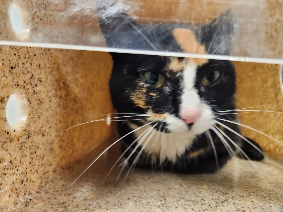 Prince William County Issues Urgent Alert After Sociable Cat Tests Positive for Rabies