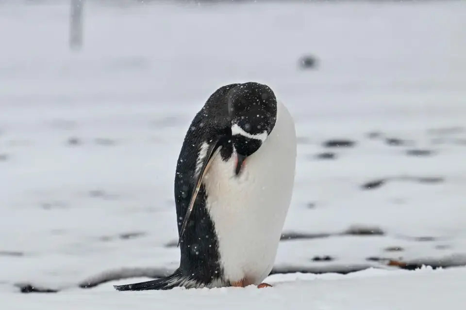 Zavodovski Island’s Chinstrap Penguin Population Plummets 63%, Losing Global Title