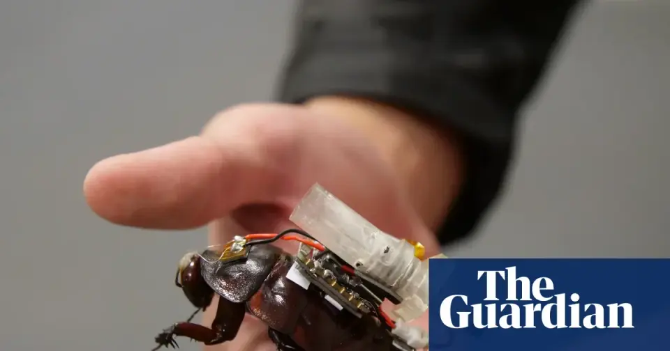 Cyborg cockroaches could deliver emergency aid in collapsed buildings