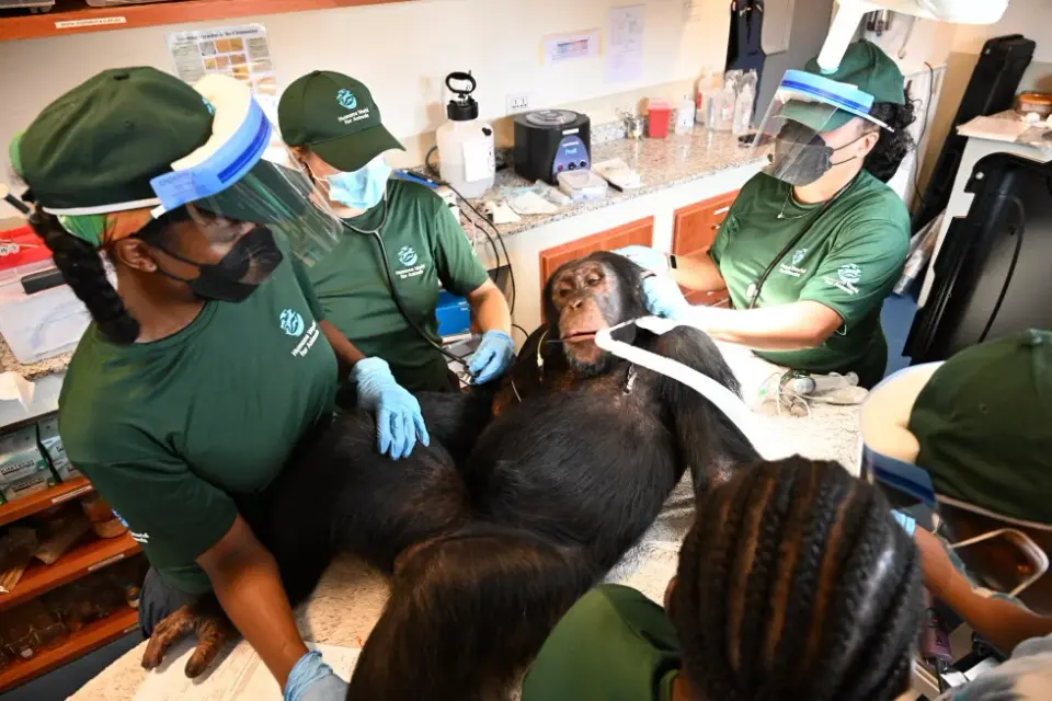 Retired Hepatitis B Research Chimps Receive Care in West Africa