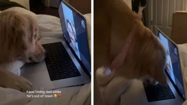 Stella the Golden Retriever’s FaceTime Fiasco Goes Viral