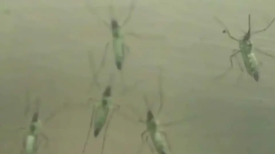New Hampshire Confirms First 2026 West Nile Virus Case in Grafton