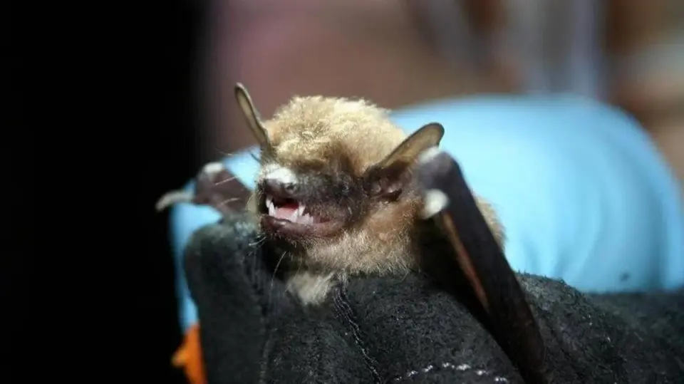 Rabid bat prompts exposure precautions in Hilton Head Plantation