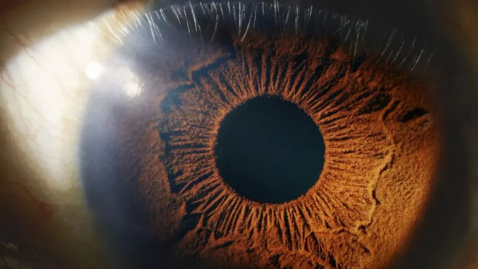 Leg-Derived Mitochondria Injected Into Human Eyes Show Safety, Hint at Vision Therapy Potential