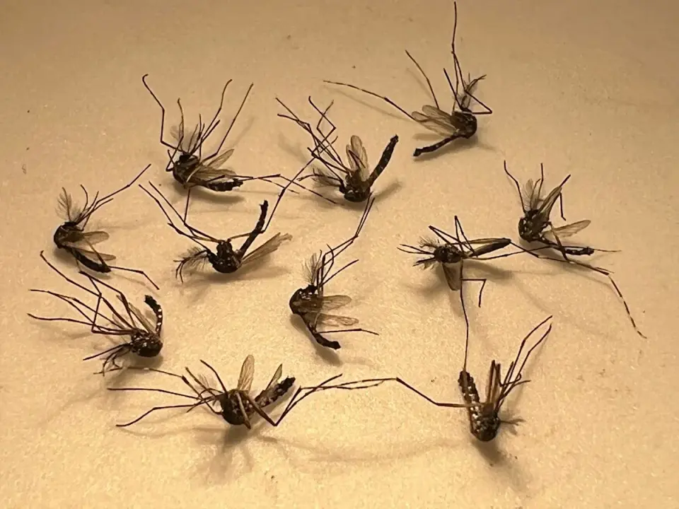 Florida issues dengue alerts as locally acquired cases rise; how to guard against mosquitoes