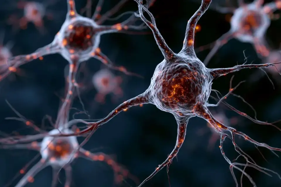 Inflammation Reprograms Brain Stem Cells to Halt Neurogenesis