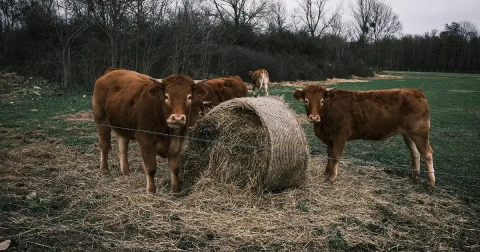 France Confirms First Human Death from Livestock Virus Shamonda