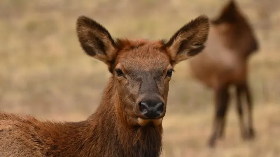 Texas Elk Infestation Marks First U.S. Wildlife Case of Screwworm