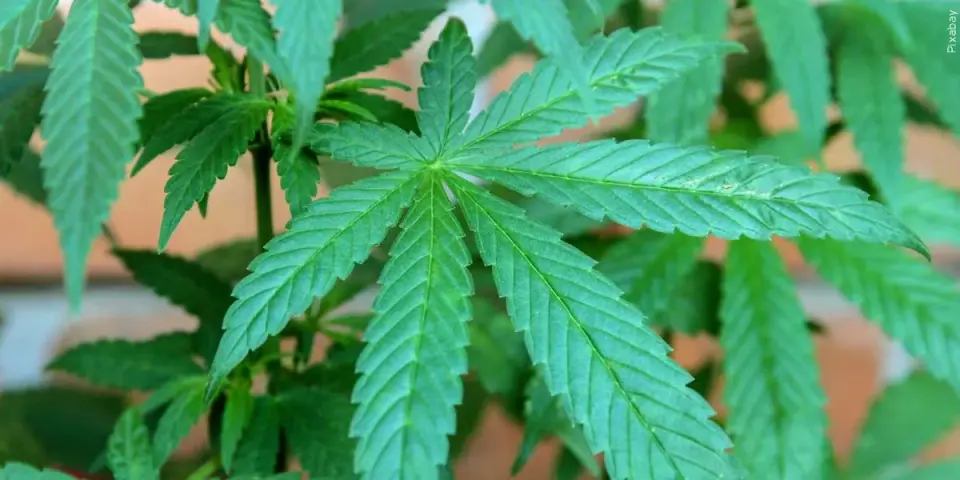 CDC study links surge in hospital visits to cannabis hyperemesis syndrome with new coding
