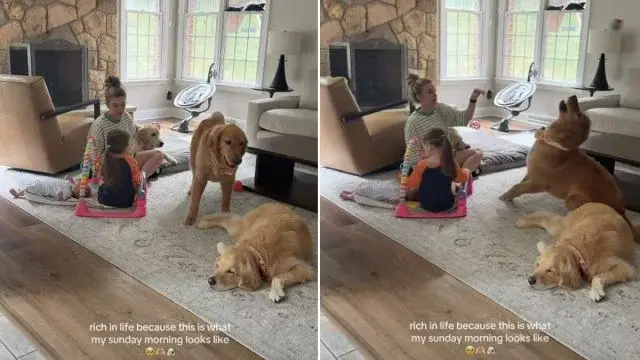 Sunday Morning Bliss: Golden Retrievers Join Mom, Toddlers for Quiet Family Time