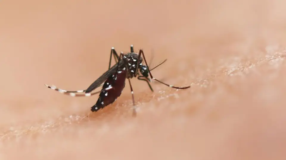 Florida Dengue Crisis Intensifies with First Potential Death and Aerial Spraying
