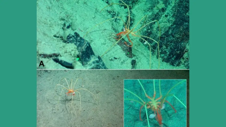 Deep-Sea Hitchhikers: Amphipods Ride Giant Sea Spiders to Explore the Deep