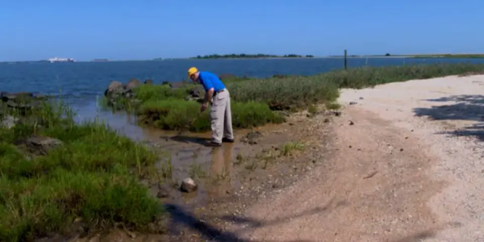 Charleston Harbor Vibrio Detected; Doctors Warn of Rapid Infections