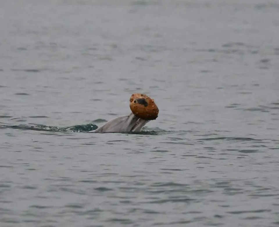 Rare dolphin shelling captured in Australia suggests mother-to-calf teaching