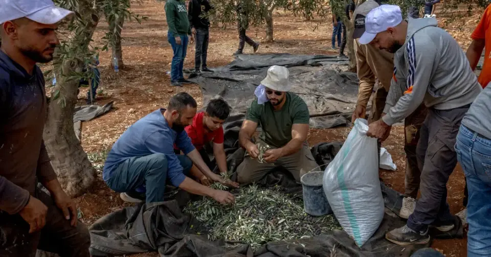 West Bank Olive Harvest Turns Deadly as Settler Violence Surges Ahead of Elections
